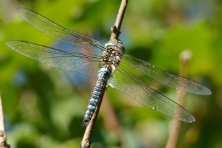 Aeshna mixta - Herbst-Mosaikjungfer